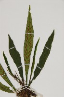 劍葉鐵角蕨、箭葉鐵角蕨藏品圖，第3張