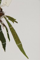 劍葉鐵角蕨、箭葉鐵角蕨藏品圖，第4張