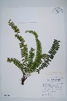 生芽鐵角蕨藏品圖，第1張