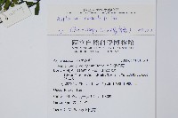 生芽鐵角蕨藏品圖，第2張