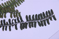 生芽鐵角蕨藏品圖，第3張