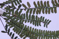 生芽鐵角蕨藏品圖，第4張