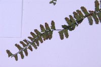 生芽鐵角蕨藏品圖，第5張