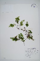 細葉蕗蕨藏品圖，第1張