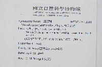 細葉蕗蕨藏品圖，第2張