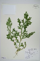 生根卷柏藏品圖，第1張