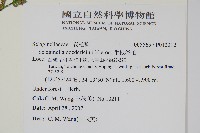 生根卷柏藏品圖，第2張