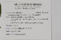 狹葉貫眾蕨藏品圖，第2張