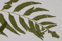 狹葉貫眾蕨藏品圖，第3張