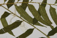 狹葉貫眾蕨藏品圖，第4張