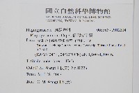 倒葉瘤足蕨藏品圖，第2張