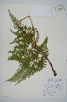 臺灣鱗毛蕨藏品圖，第1張