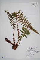 鋸葉耳蕨藏品圖，第1張