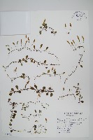 抱樹蕨、伏石蕨藏品圖，第1張