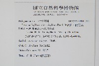 抱樹蕨、伏石蕨藏品圖，第2張