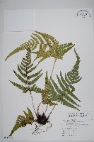 南海鱗毛蕨藏品圖，第1張