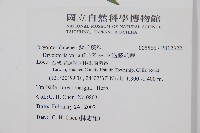 南海鱗毛蕨藏品圖，第2張