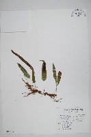 姬茀蕨藏品圖，第1張