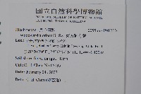 東方狗脊蕨藏品圖，第2張