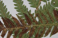 東方狗脊蕨藏品圖，第4張