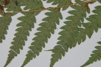 東方狗脊蕨藏品圖，第5張