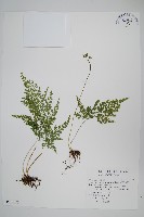 日本金粉蕨藏品圖，第1張