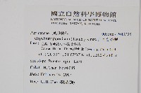 日本金粉蕨藏品圖，第2張