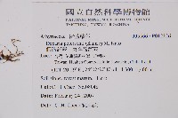 假蹄蓋蕨、東洋蹄蓋蕨藏品圖，第2張