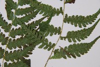 假蹄蓋蕨、東洋蹄蓋蕨藏品圖，第3張