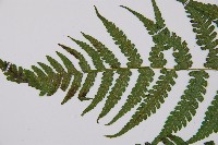 假蹄蓋蕨、東洋蹄蓋蕨藏品圖，第4張