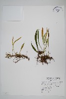 柳葉劍蕨藏品圖，第1張