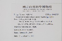 柳葉劍蕨藏品圖，第2張