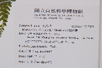 熱帶鱗蓋蕨藏品圖，第2張