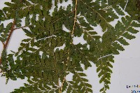 熱帶鱗蓋蕨藏品圖，第3張