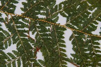 熱帶鱗蓋蕨藏品圖，第4張