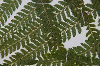 熱帶鱗蓋蕨藏品圖，第5張