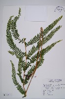 熱帶鱗蓋蕨藏品圖，第6張