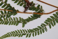 熱帶鱗蓋蕨藏品圖，第8張