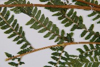 熱帶鱗蓋蕨藏品圖，第9張