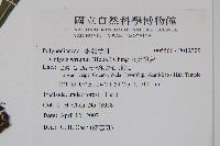 萊氏線蕨藏品圖，第2張