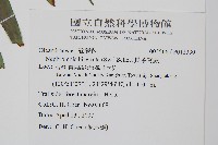 長葉腎蕨藏品圖，第2張