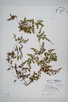 海金沙藏品圖，第1張