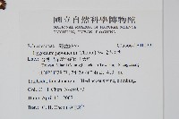 海金沙藏品圖，第2張