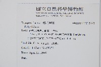 鞭葉耳蕨藏品圖，第2張