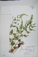 半邊羽裂鳳尾蕨藏品圖，第1張