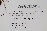 半邊羽裂鳳尾蕨藏品圖，第2張