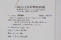 日本金粉蕨藏品圖，第2張