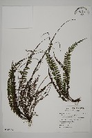 鞭葉鐵線蕨藏品圖，第1張