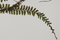 鞭葉鐵線蕨藏品圖，第3張