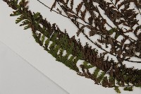 鞭葉鐵線蕨藏品圖，第5張